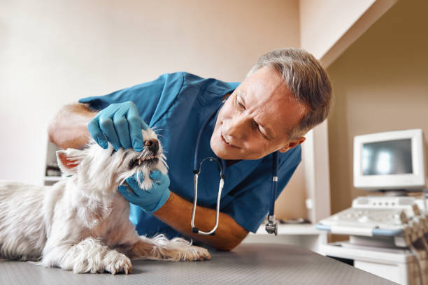 Best Broken or Cracked Tooth Emergency Dentist in Mion, AR